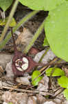 Wild ginger